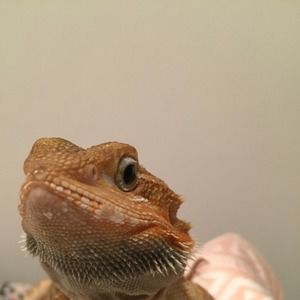 Meet your Posher, Adrienne